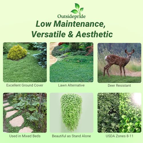 Dichondra Repens Ground Cover Seeds 1 lb L90873