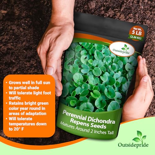 Dichondra Repens Ground Cover Seeds 1 lb L90873