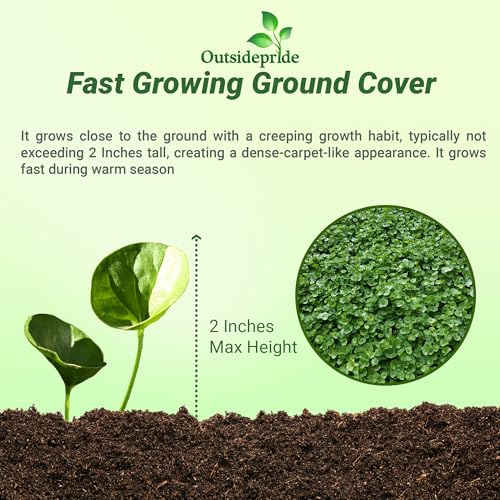 Dichondra Repens Ground Cover Seeds 1 lb L90873