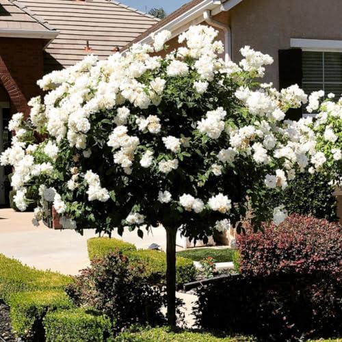 Fragrant Climbing Rose Live Plants 4 to 10 Inches Tall I823136