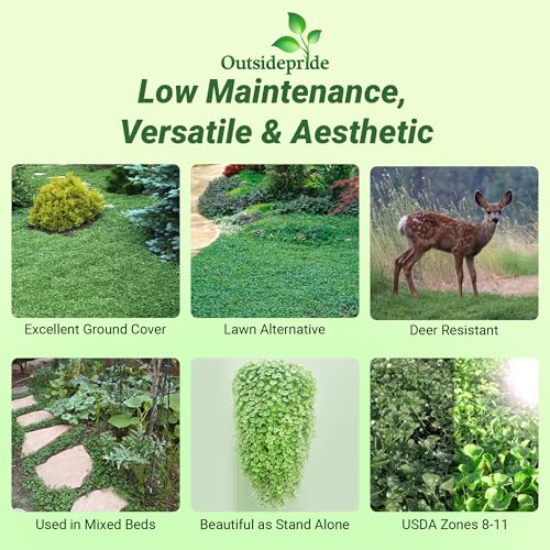 Dichondra Repens Ground Cover Seeds 1 lb L90873