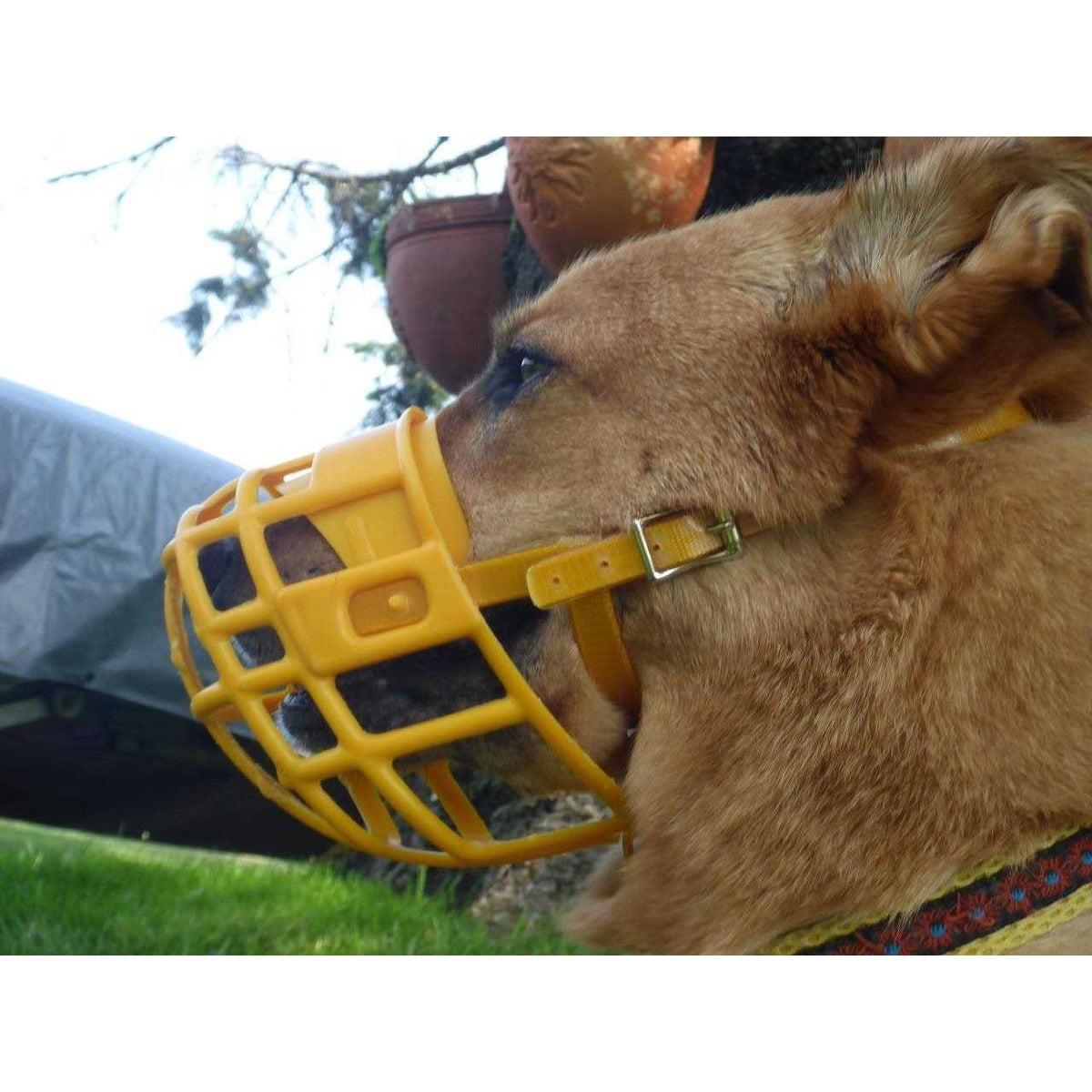 Plastic Dog Muzzle with Adjustable Headstall F7859