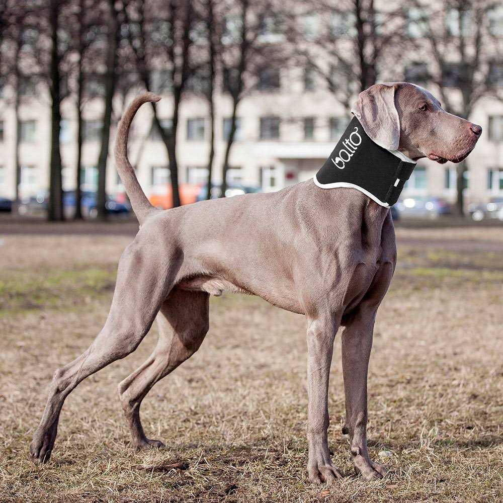 Dog Cone Alternative E-Collar R20703