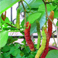 2 Dwarf Everbearing Mulberry Plants Live to Grow 5 to 8 Inch Height Sweet Mulberry Trees Live Seedlings Edible Dwarf Mulberries Fruit Plant Q8927