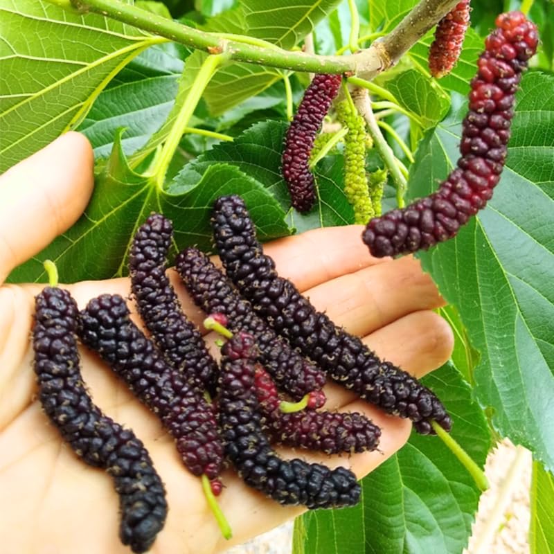 2 Dwarf Everbearing Mulberry Plants Live to Grow 5 to 8 Inch Height Sweet Mulberry Trees Live Seedlings Edible Dwarf Mulberries Fruit Plant Q8927