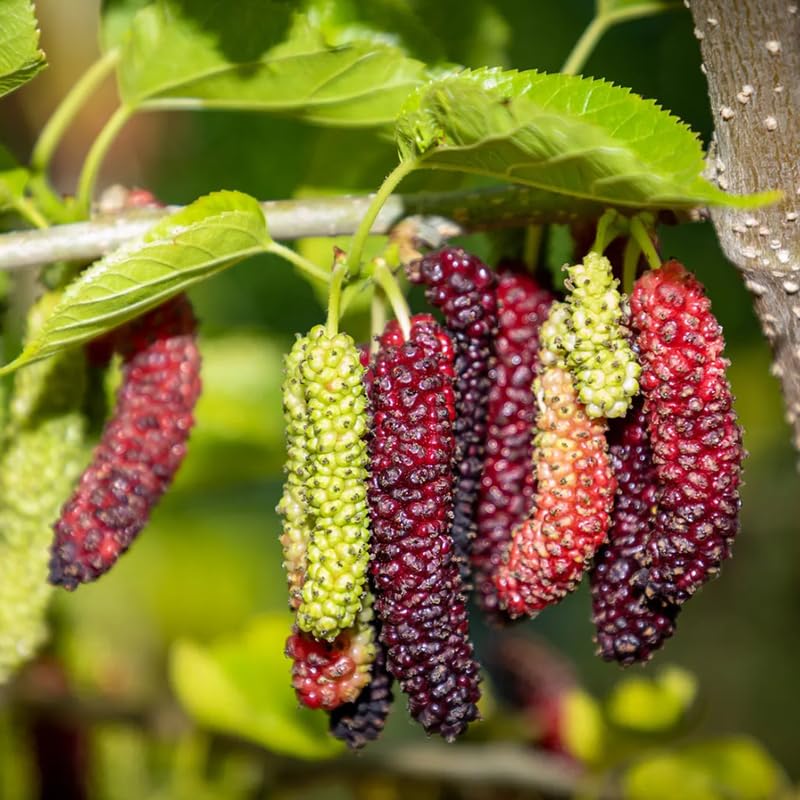 2 Dwarf Everbearing Mulberry Plants Live to Grow 5 to 8 Inch Height Sweet Mulberry Trees Live Seedlings Edible Dwarf Mulberries Fruit Plant Q8927