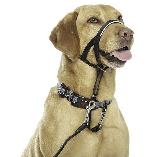Headcollar X3626