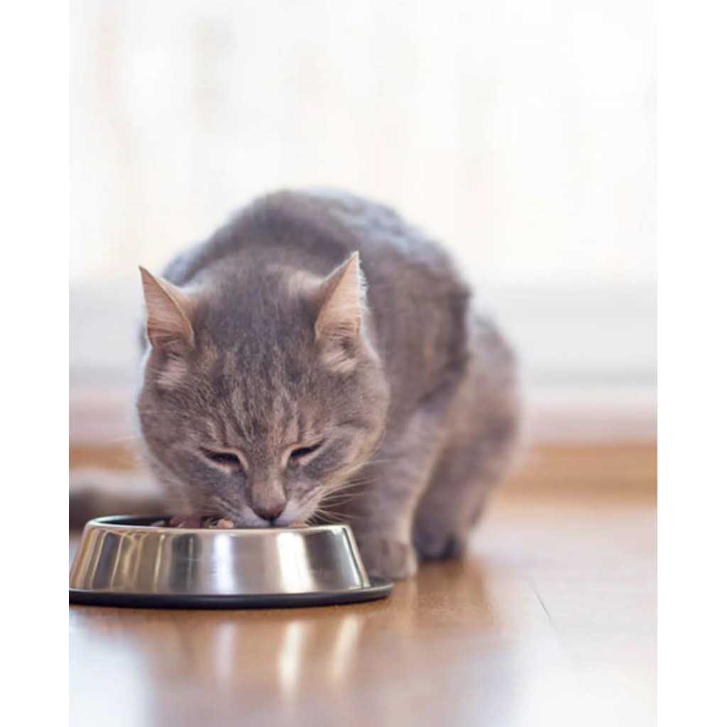 Chicken & Egg Cat Food F650
