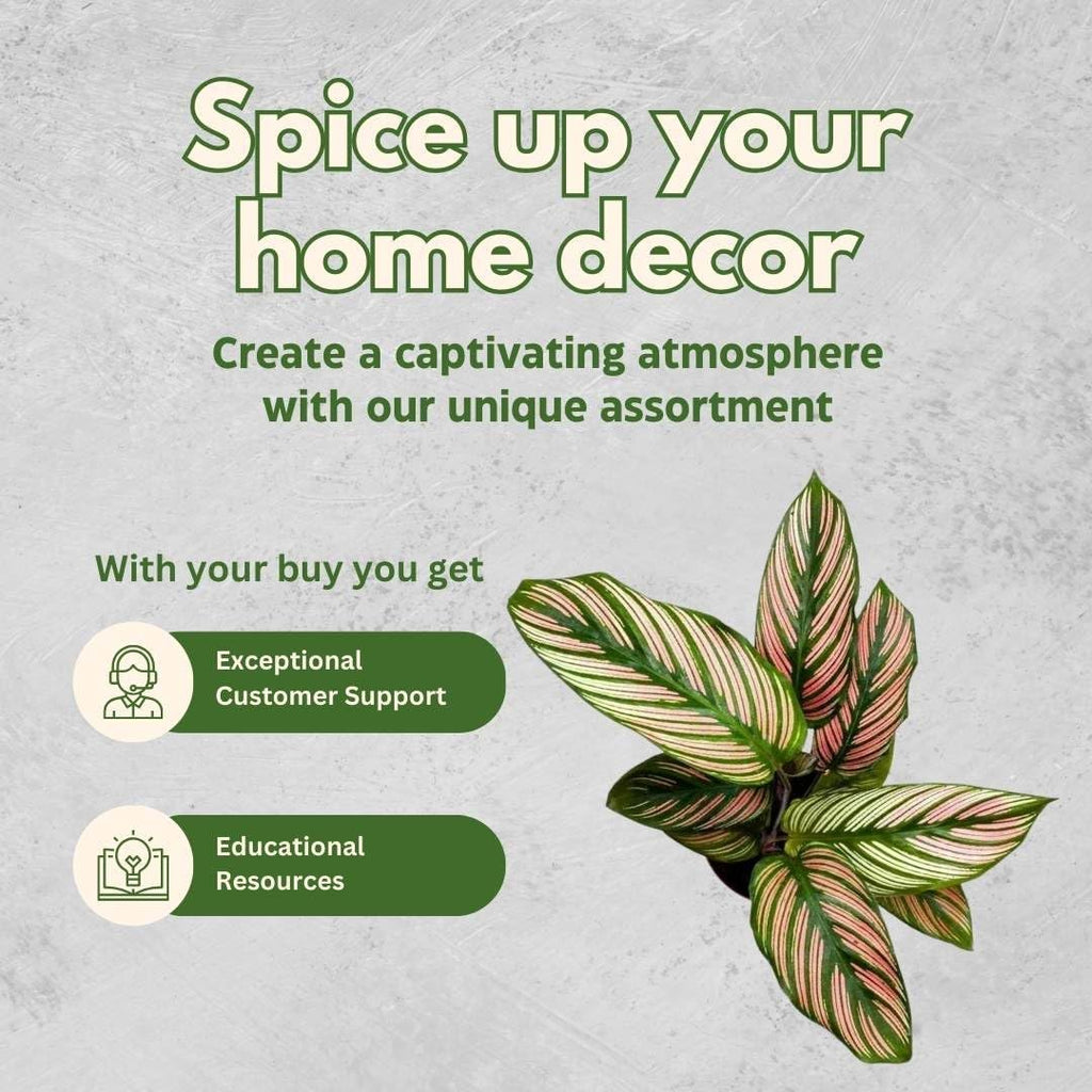 4 inch Calathea Prayer Plant I5547