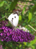 50 Butterfly Bush Seeds D66028