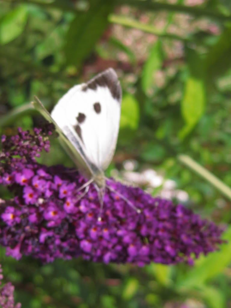 50 Butterfly Bush Seeds D66028