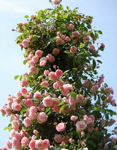Fragrant Climbing Rose Live Plants 4 to 10 Inches Tall I823136