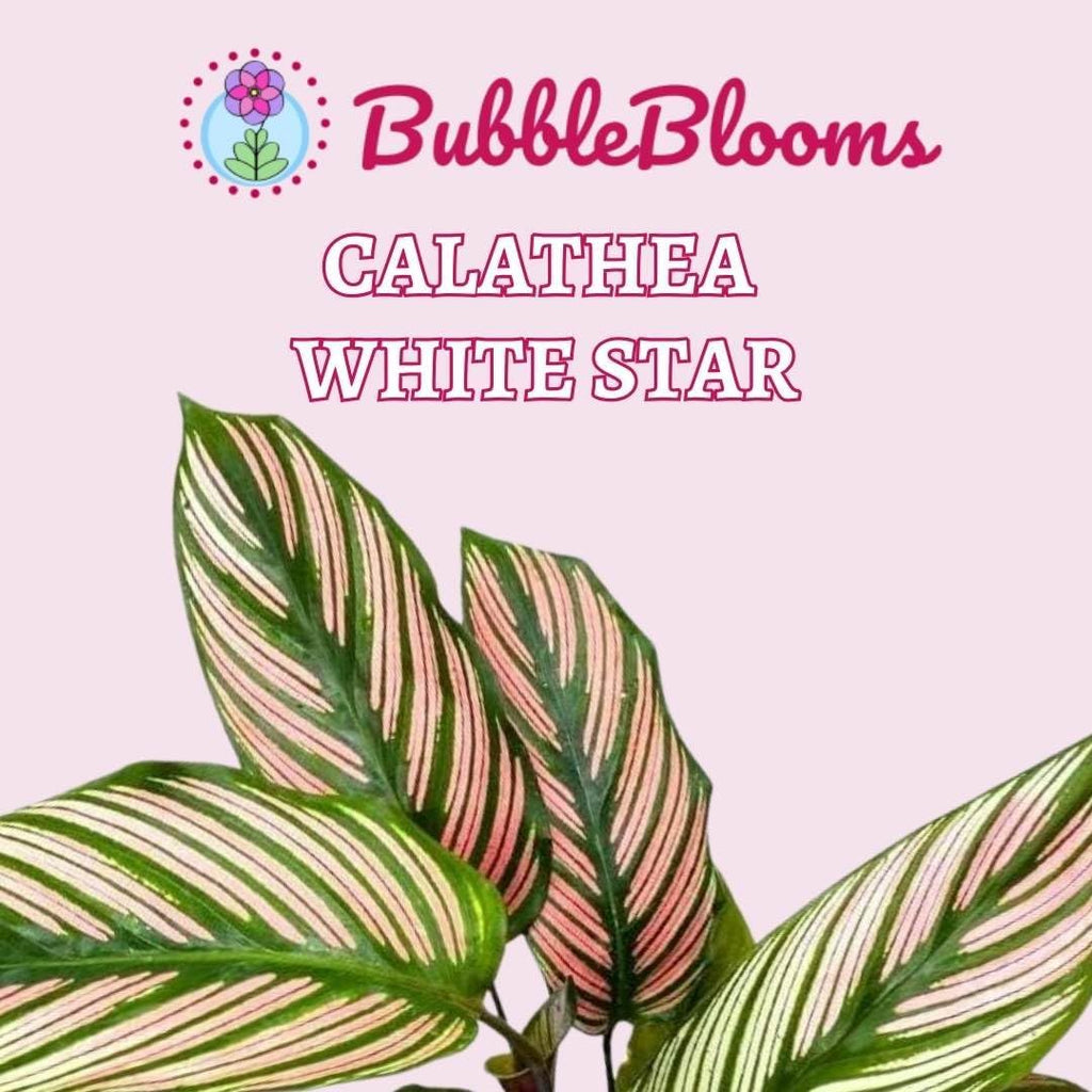 4 inch Calathea Prayer Plant I5547