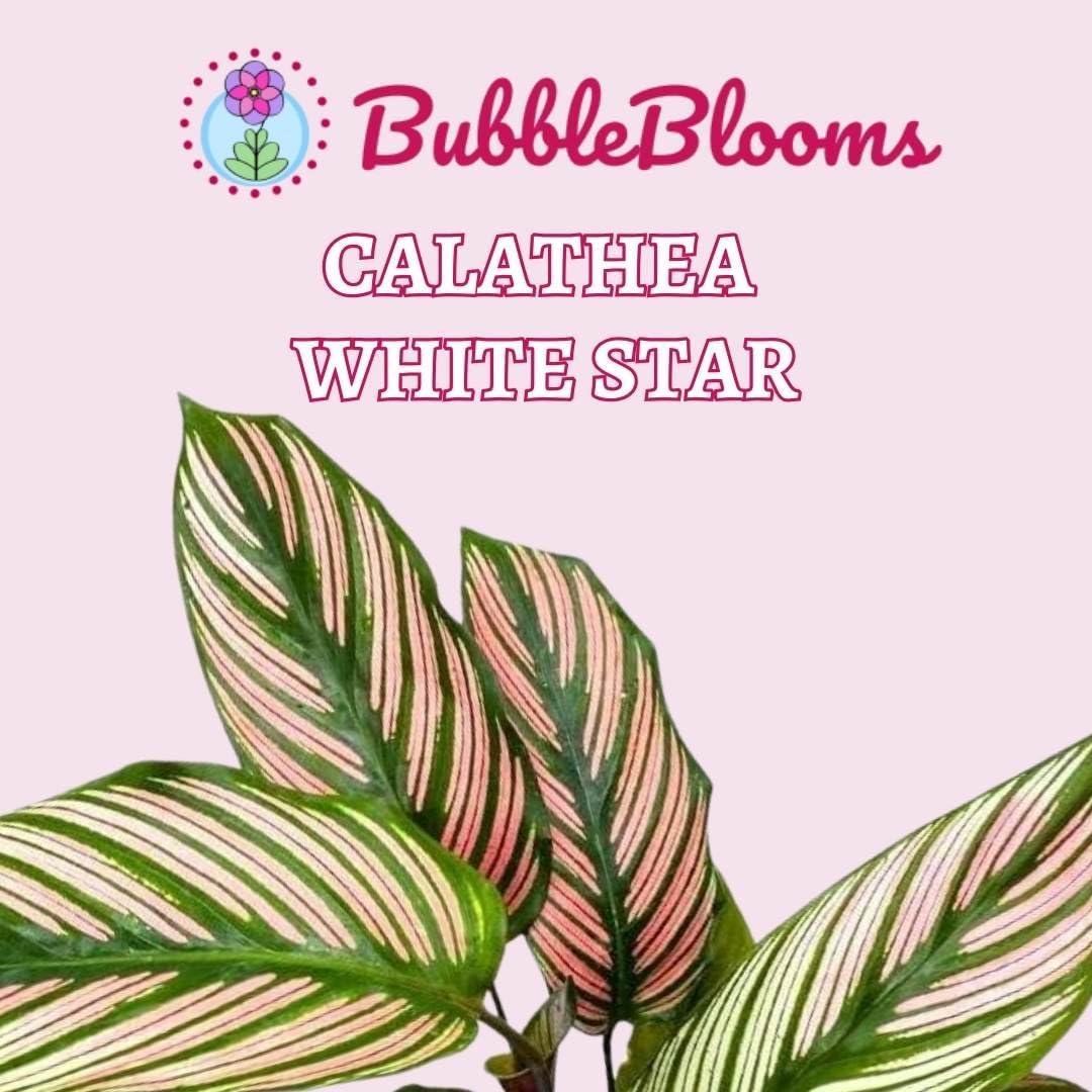 4 inch Calathea Prayer Plant I5547