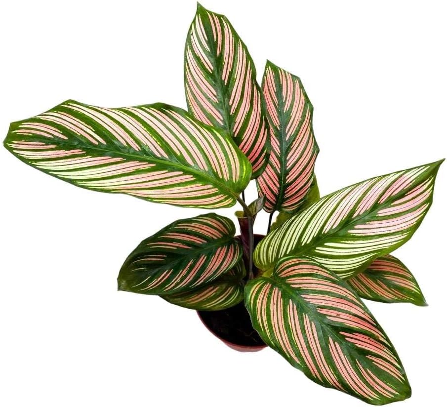 4 inch Calathea Prayer Plant I5547