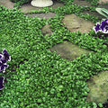 Dichondra Repens Ground Cover Seeds 1 lb L90873