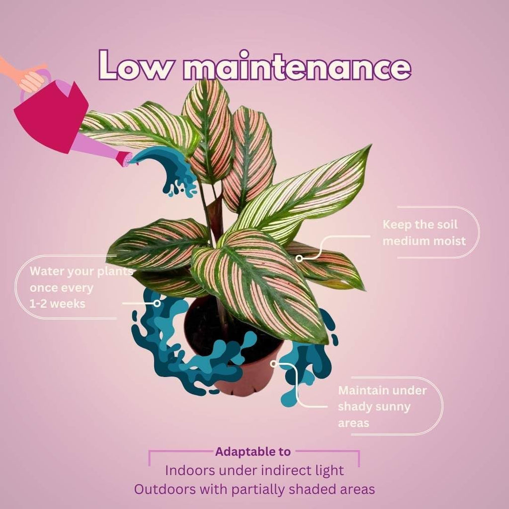 4 inch Calathea Prayer Plant I5547