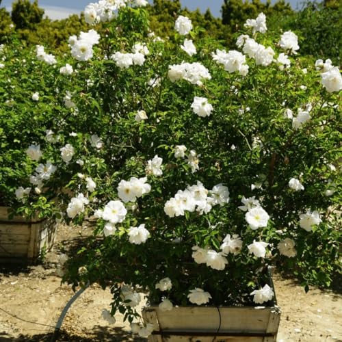 Fragrant Climbing Rose Live Plants 4 to 10 Inches Tall I823136