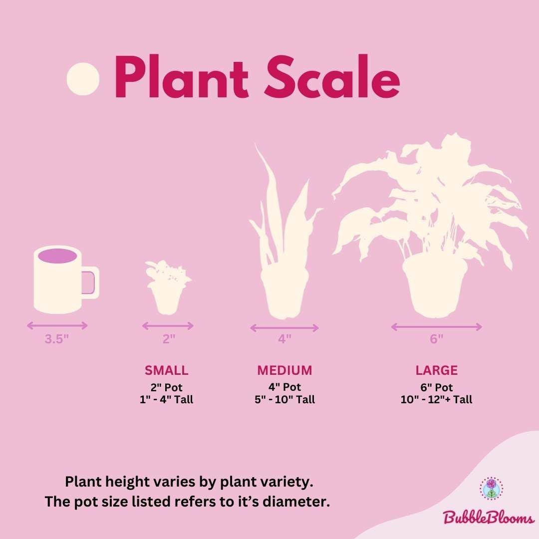 4 inch Calathea Prayer Plant I5547
