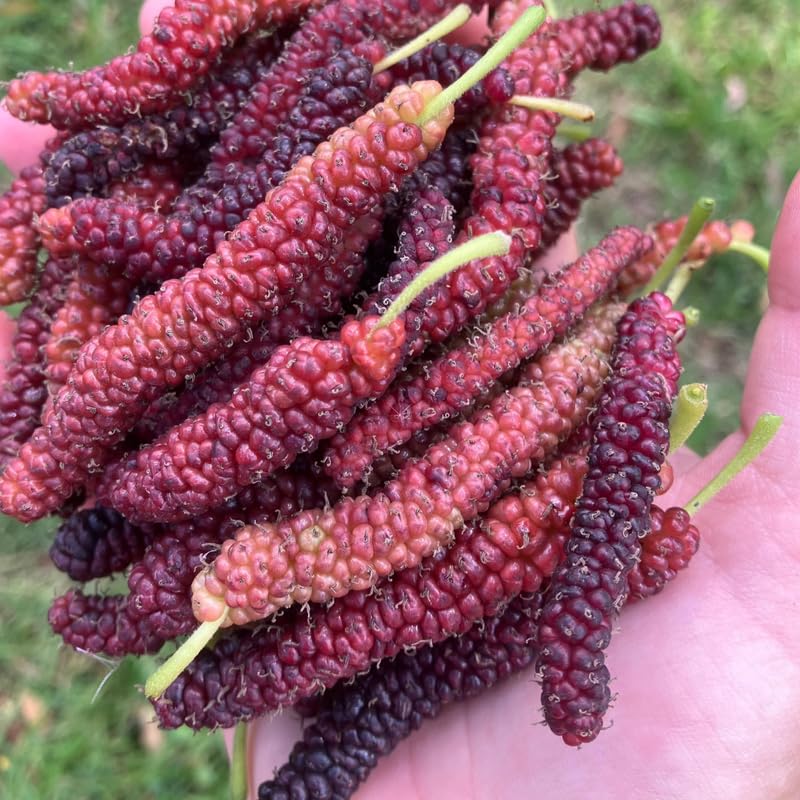 2 Dwarf Everbearing Mulberry Plants Live to Grow 5 to 8 Inch Height Sweet Mulberry Trees Live Seedlings Edible Dwarf Mulberries Fruit Plant Q8927