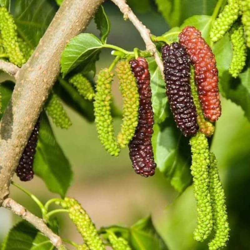 2 Dwarf Everbearing Mulberry Plants Live to Grow 5 to 8 Inch Height Sweet Mulberry Trees Live Seedlings Edible Dwarf Mulberries Fruit Plant Q8927