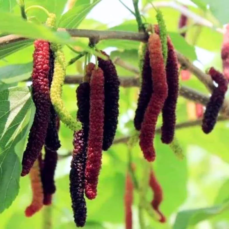 2 Dwarf Everbearing Mulberry Plants Live to Grow 5 to 8 Inch Height Sweet Mulberry Trees Live Seedlings Edible Dwarf Mulberries Fruit Plant Q8927