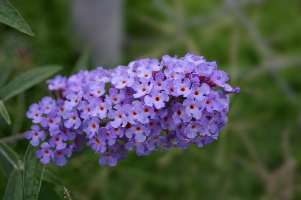 50 Butterfly Bush Seeds D66028