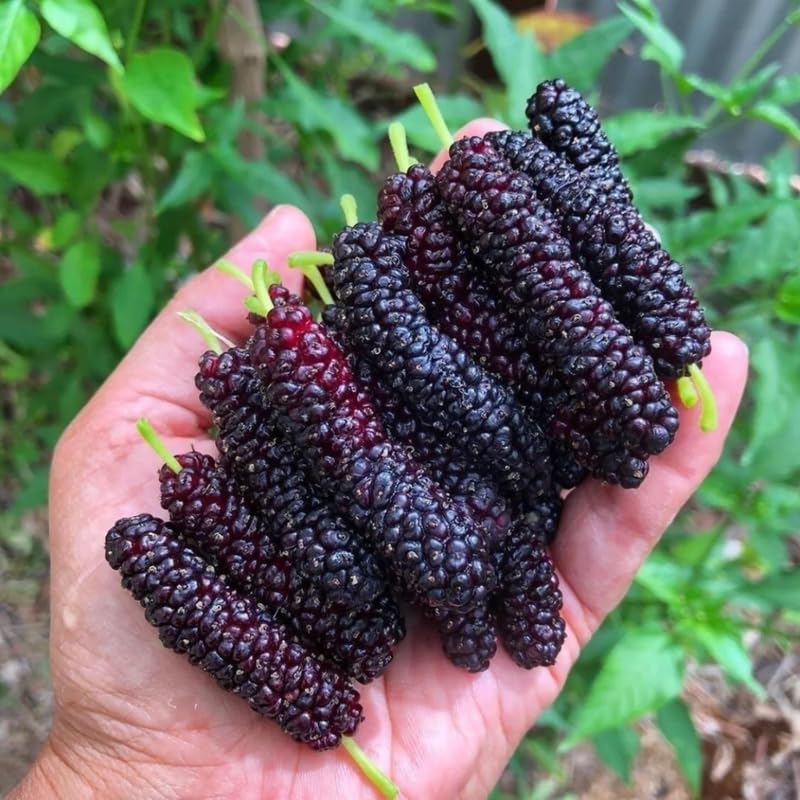 2 Dwarf Everbearing Mulberry Plants Live to Grow 5 to 8 Inch Height Sweet Mulberry Trees Live Seedlings Edible Dwarf Mulberries Fruit Plant Q8927