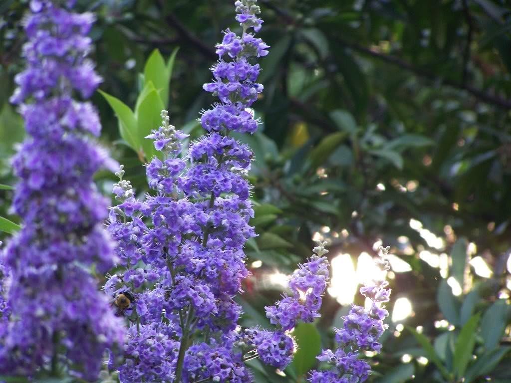50 Butterfly Bush Seeds D66028