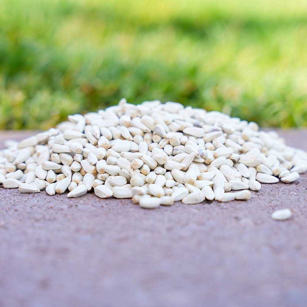 Safflower Seeds Wild Bird Food O150