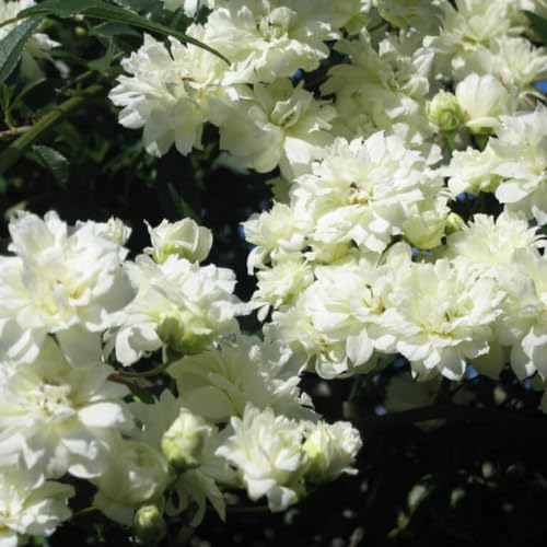 Fragrant Climbing Rose Live Plants 4 to 10 Inches Tall I823136