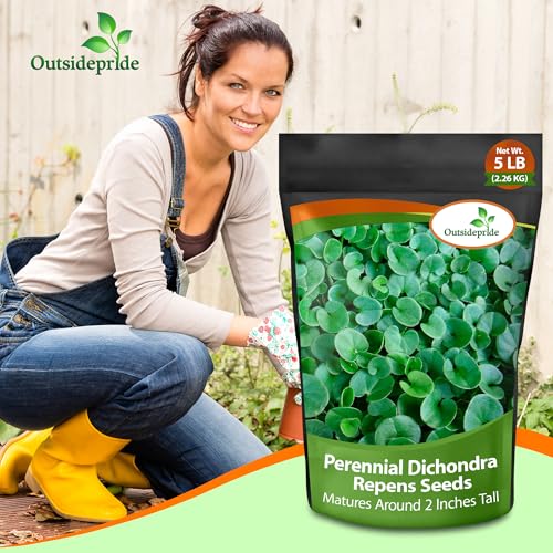 Dichondra Repens Ground Cover Seeds 1 lb L90873