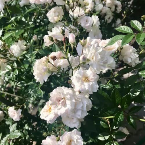 Fragrant Climbing Rose Live Plants 4 to 10 Inches Tall I823136