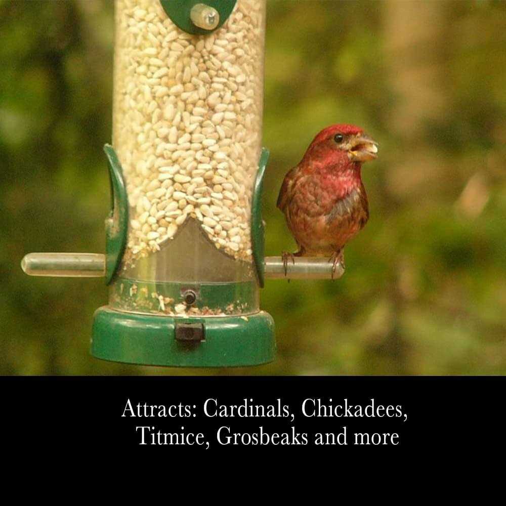 Safflower Seeds Wild Bird Food O150