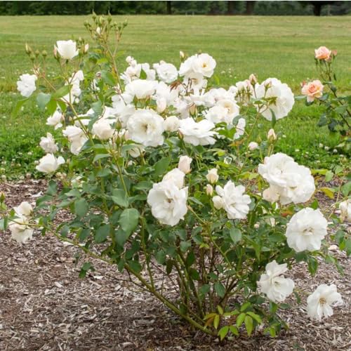 Fragrant Climbing Rose Live Plants 4 to 10 Inches Tall I823136