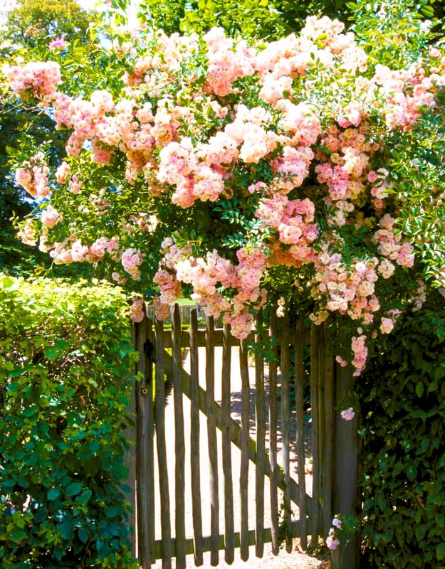Fragrant Climbing Rose Live Plants 4 to 10 Inches Tall I823136