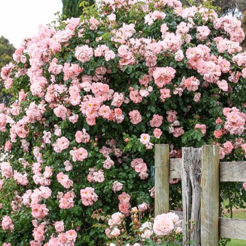 Fragrant Climbing Rose Live Plants 4 to 10 Inches Tall I823136
