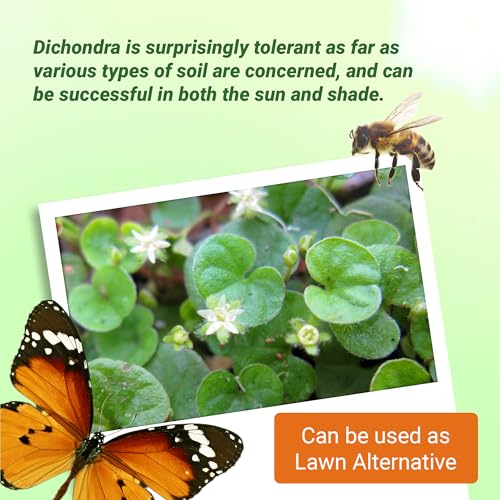 Dichondra Repens Ground Cover Seeds 1 lb L90873