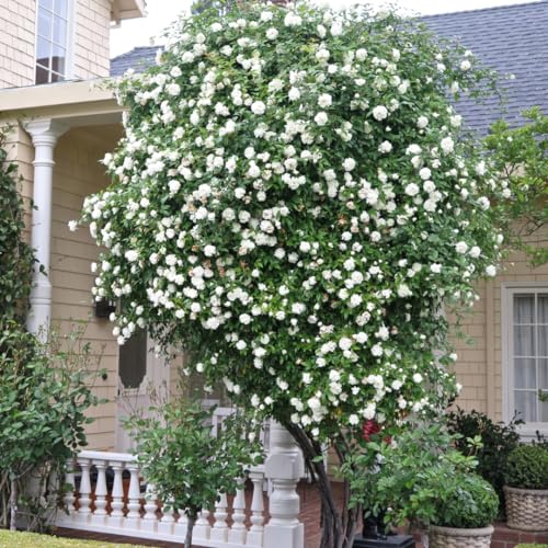 Fragrant Climbing Rose Live Plants 4 to 10 Inches Tall I823136