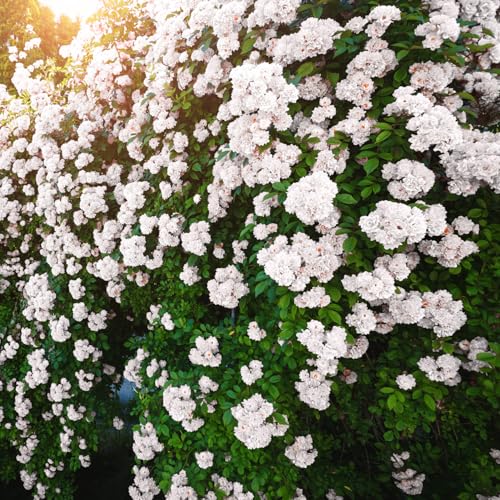 Fragrant Climbing Rose Live Plants 4 to 10 Inches Tall I823136